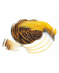 Veniard Golden Pheasant Complete Head