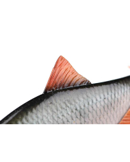 Fox Rage Ultra Naturals Replicant Roach