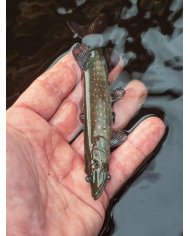 Fox Rage Naturals Ultra-Realistic Pike Replicant