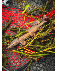 Fox Rage Naturals Ultra-Realistic Pike Replicant