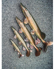 Fox Rage Naturals Ultra-Realistic Pike Replicant