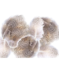 Veniard Partridge Grey Flank Feathers 1g