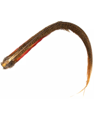 Veniard Golden Pheasant Complete Tail