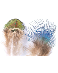 Veniard Peacock Gold Body